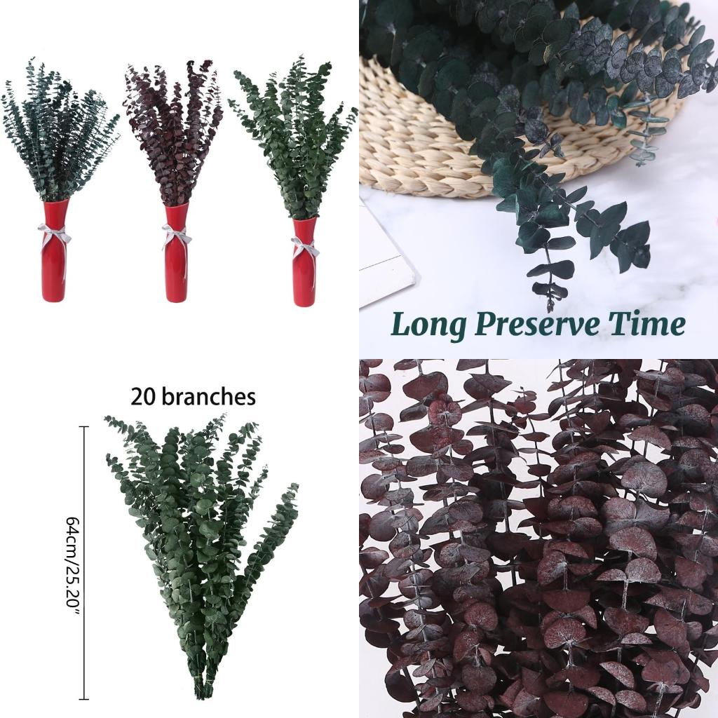 Eucalyptus Preserved - 20 piezas conservadas para ramas frescas
