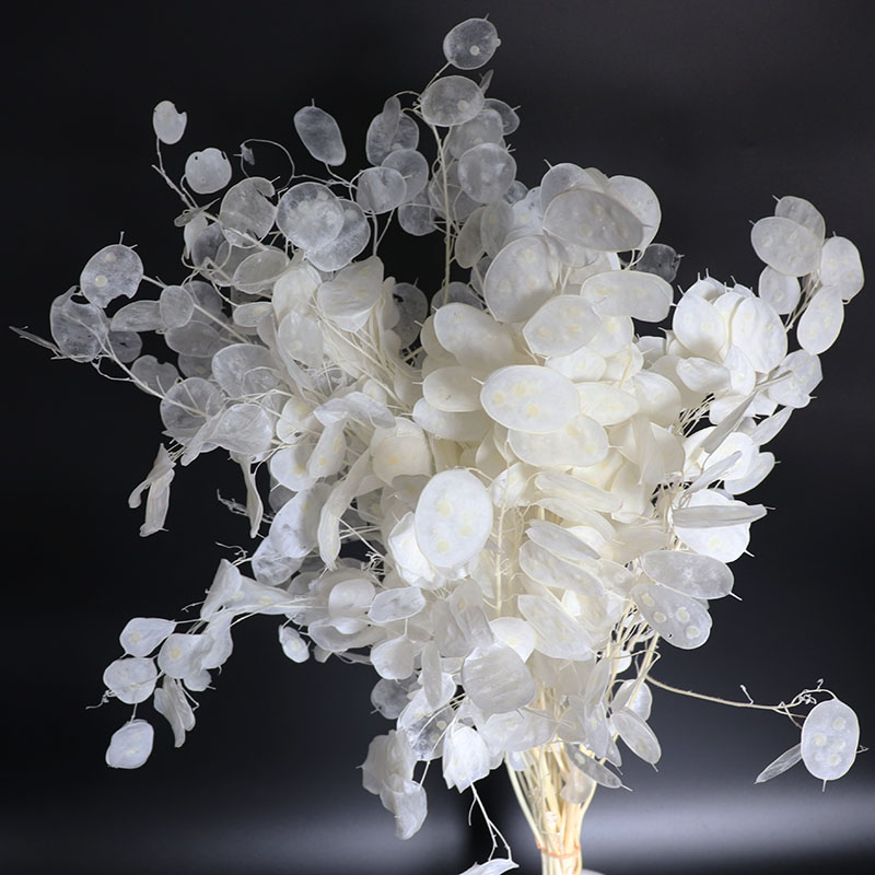 Flores Lunaria conservas para  - Eucalyptus Preserved reseña y precio