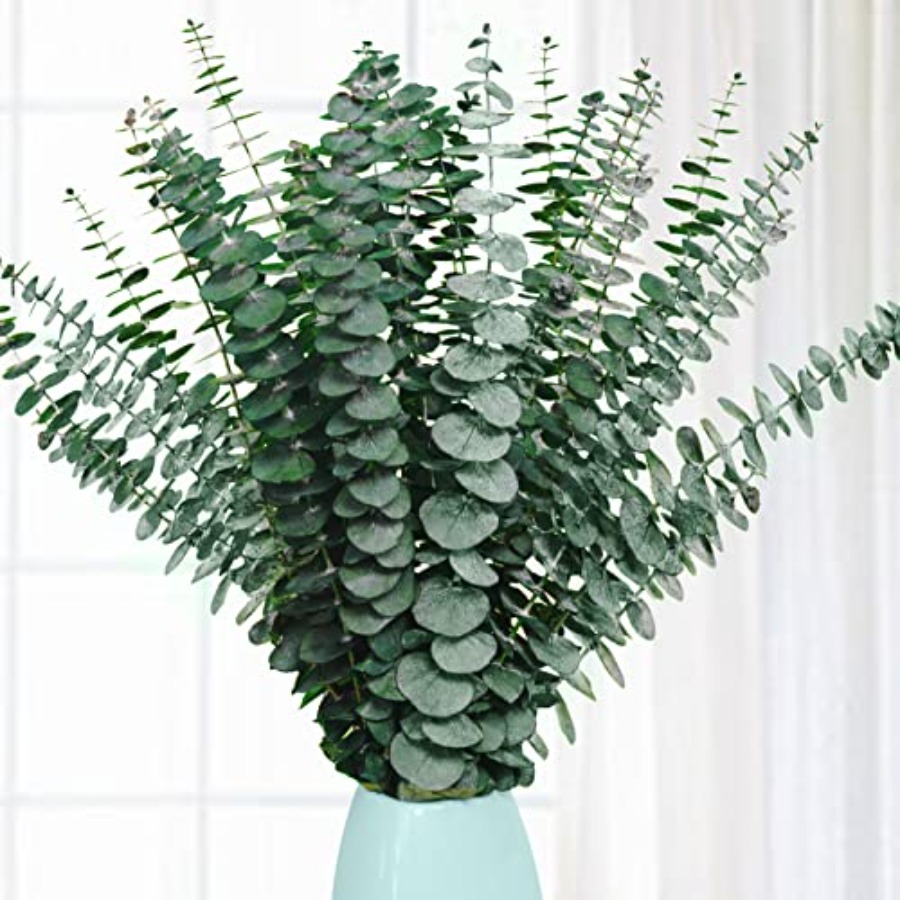20 Piezas de Tallos de Eucalip - Eucalyptus Preserved reseña y precio