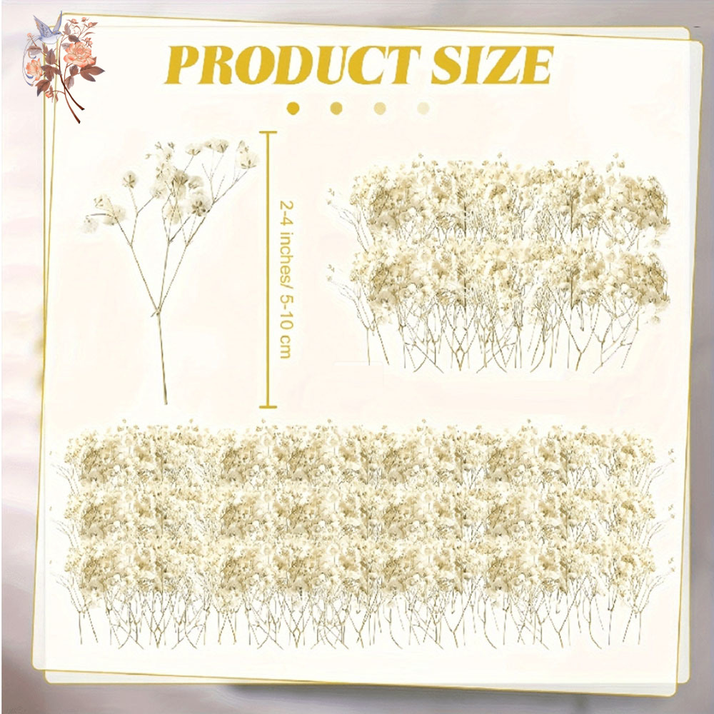 Mini flor de Gypsophila seca,  - Dried Flower Bunch reseña y precio